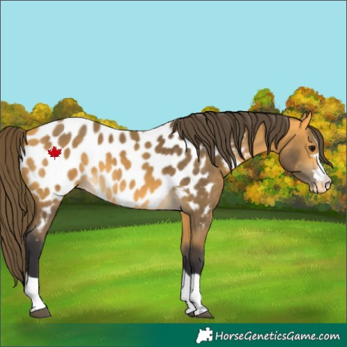 Horse Color:Buckskin Near Leopard