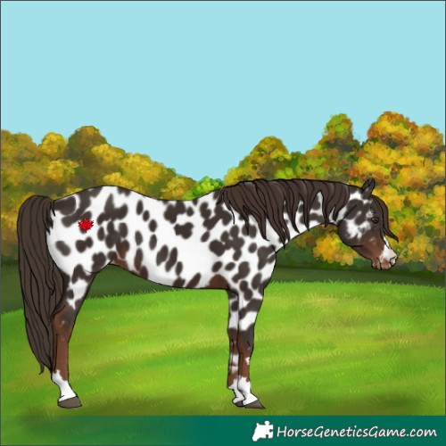 Horse Color:Liver Chestnut Near Leopard 