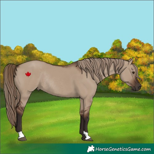 Horse Color:Liver Red Dun Rabicano 