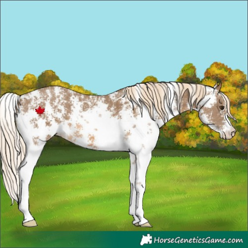 Horse Color:Chocolate Palomino Sabino 