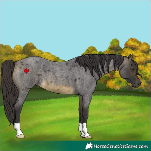 Horse Color:Buckskin Roan 