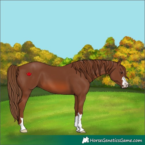 Horse Color:Chestnut 