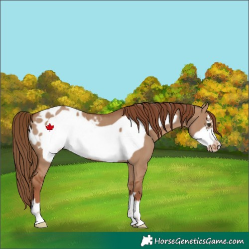 Horse Color:Red Dun Frame Blanket 