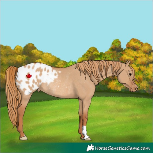 Horse Color:Red Dun Appaloosa Rabicano 