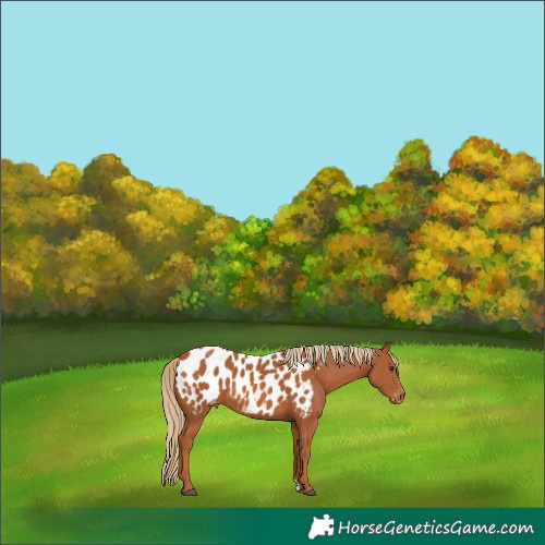Horse Color:Chestnut Near Leopard 