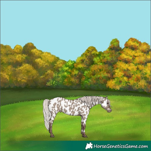 Horse Color:Silver Grullo Appaloosa 