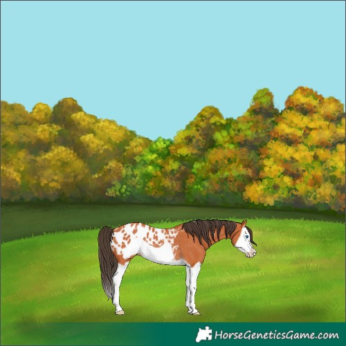 Horse Color:Bay Splash Frame Blanket Rabicano