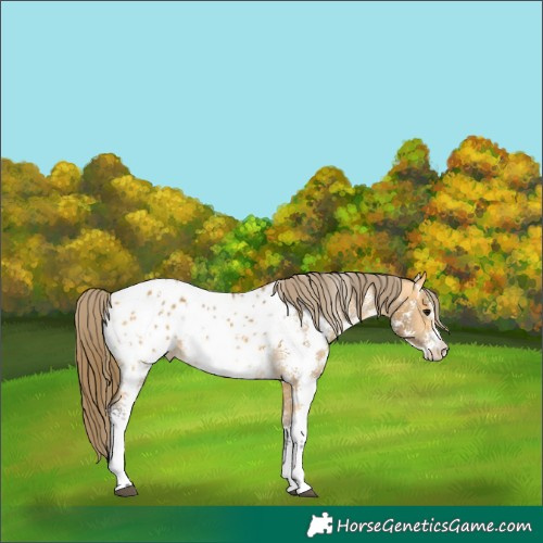 Horse Color:Buckskin Sabino Blanket 