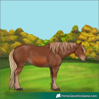 Horse Color:Chestnut 