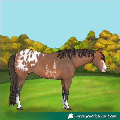 Horse Color:Bay Sabino Appaloosa 