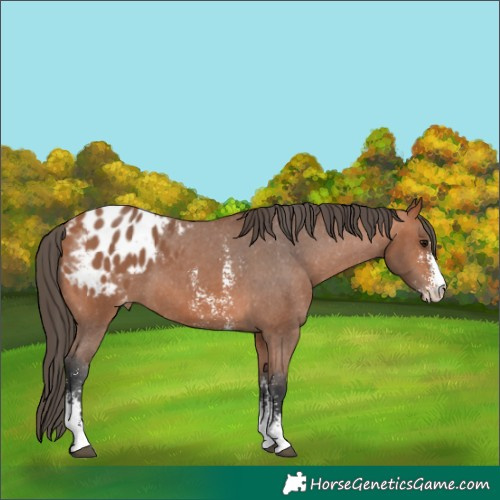 Horse Color:Bay Sabino Appaloosa