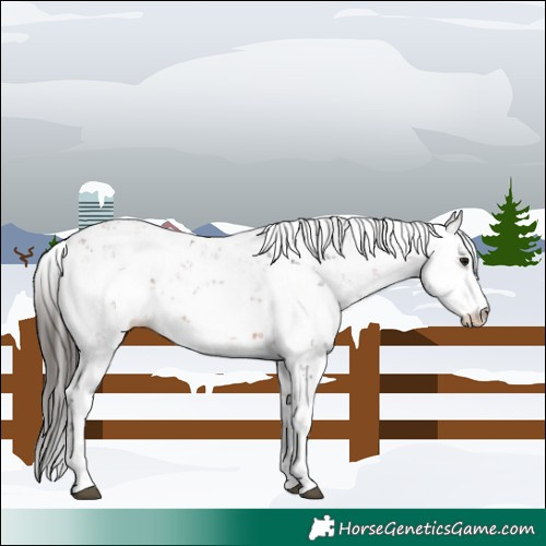 Horse Color:Bay Sabino