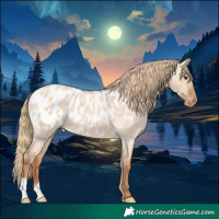Horse Color:Red Dun Roan Appaloosa 