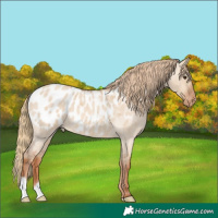 Horse Color:Red Dun Roan Appaloosa
