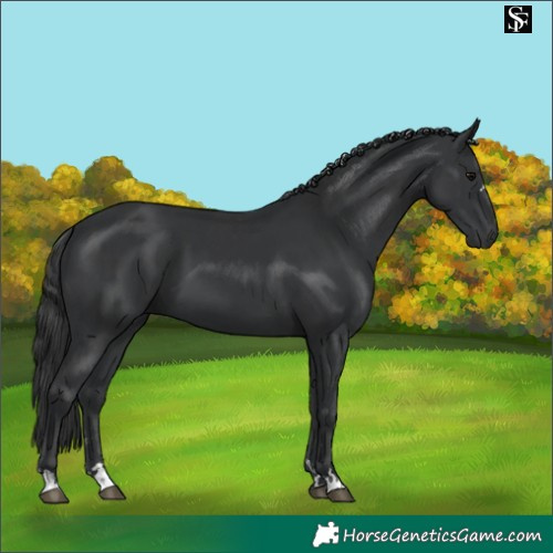 Horse Color:Black and Black