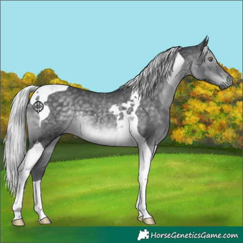 Horse Color:Silver Black Chinchilla Tobiano 