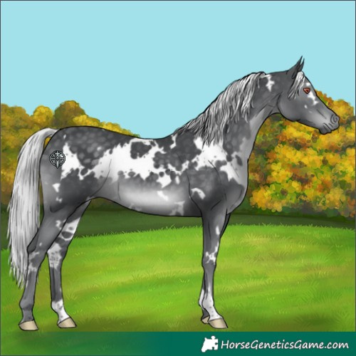 Horse Color:White Spotted Silver Black Chinchilla 