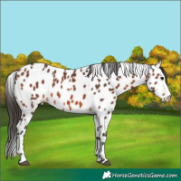 Horse Color:Bay Leopard 