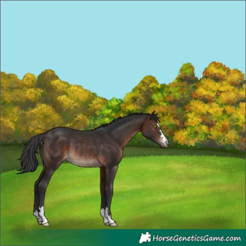 Horse Color:Brown Rabicano 