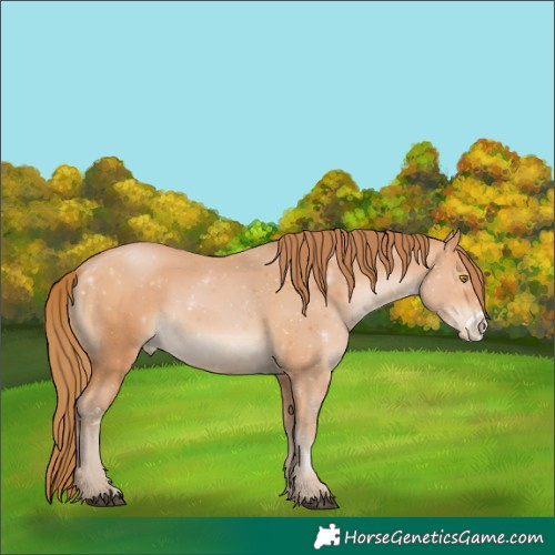 Horse Color:Bay Pearl Sabino 