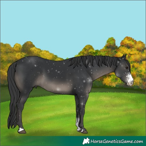 Horse Color:Black Sabino 