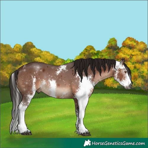 Horse Color:Gray Bay Sabino 