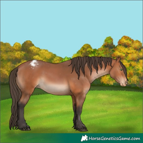Horse Color:Unknown 