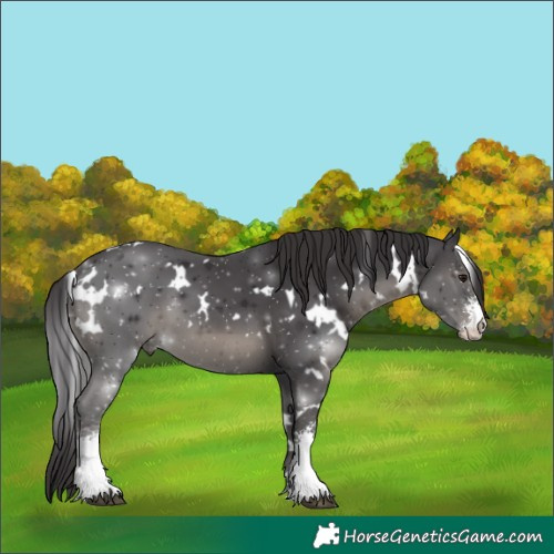 Horse Color:White Spotted Smoky Black Sabino 