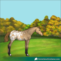 Horse Color:Buckskin Dun Blanket 