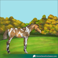 Horse Color:White Spotted Buckskin Appaloosa