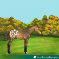 Horse Color:Buckskin Blanket 