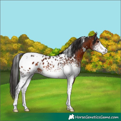 Horse Color:White Spotted Brown Appaloosa 
