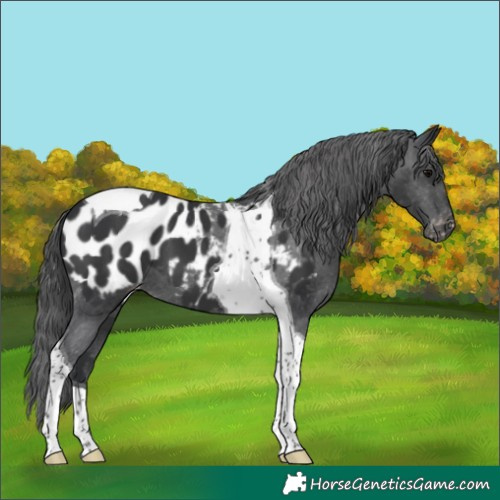 Horse Color:Black Tobiano Appaloosa 