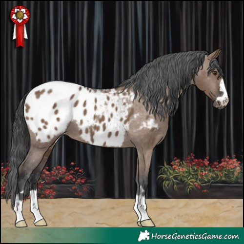 Horse Color:Liver Red Dun Appaloosa 