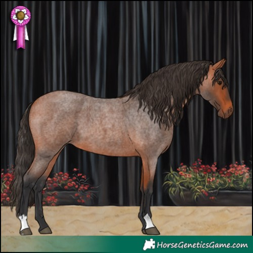 Horse Color:Bay Roan 