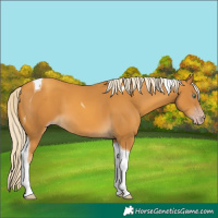 Horse Color:Gray Gold Cream Champagne Tobiano