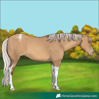 Horse Color:Gray Silver Amber Champagne Dun Tobiano Varnish 