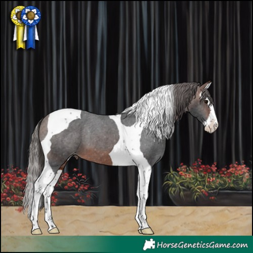 Horse Color:Brown Splash Tobiano Appaloosa 