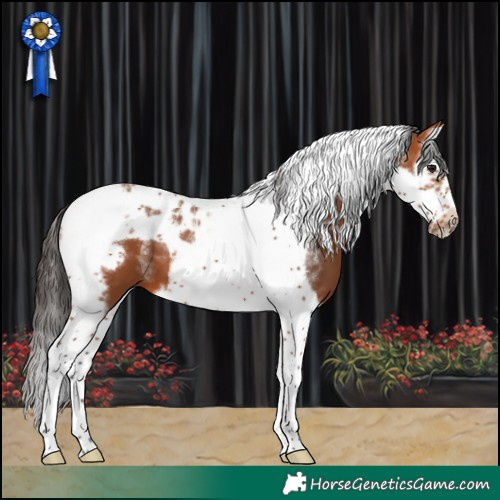 Horse Color:Powder White Bay Splash Tobiano Frame 