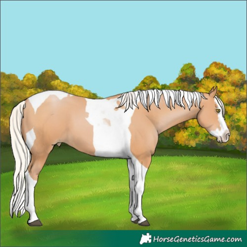 Horse Color:Silver Bay Pearl Splash Tobiano 