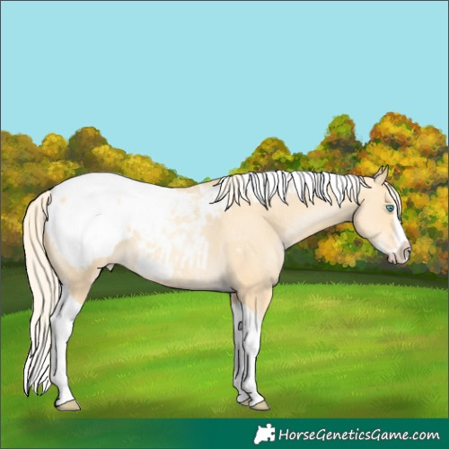 Horse Color:Gold Cream Champagne Pearl Splash Tobiano Snowcap 