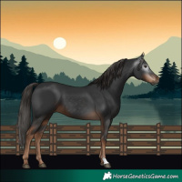Horse Color:Gray Liver Chestnut