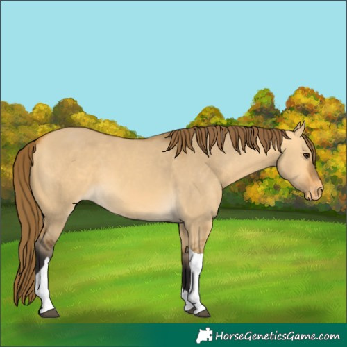 Horse Color:Buckskin Dun Tobiano Varnish 