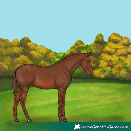 Horse Color:Chestnut 