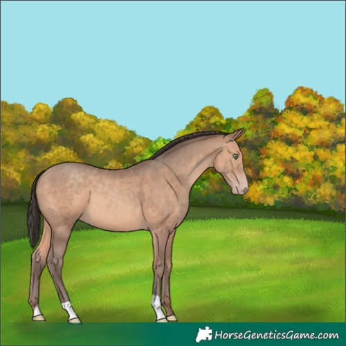 Horse Color:Amber Champagne 