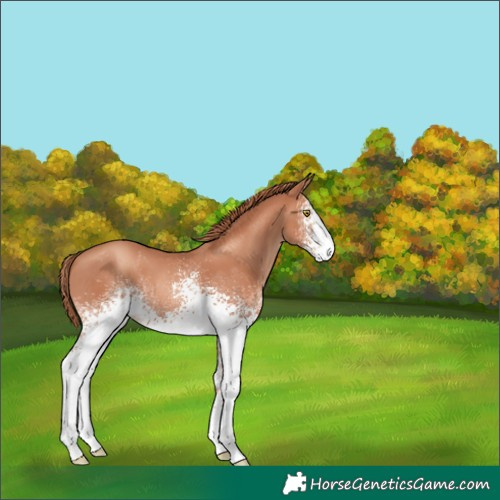 Horse Color:White Spotted Gold Champagne 