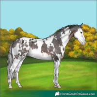 Horse Color:White Spotted Brown Splash Appaloosa 
