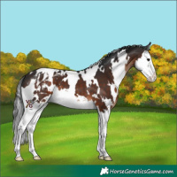 Horse Color:White Spotted Brown Splash Appaloosa 