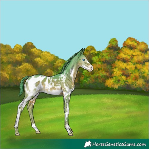 Horse Color:Watercolor Liver Chestnut Splash Appaloosa 