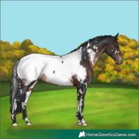 Horse Color:White Spotted Brown Appaloosa 